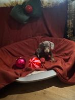 Kaninchen & dewerg teckel pups, Dieren en Toebehoren, Honden | Teckels en Dashonden, Kaninchen, Parvo, 8 tot 15 weken, Korthaar