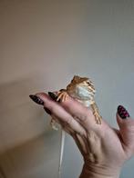 Dwerg baardagaam, Hagedis, 0 tot 2 jaar