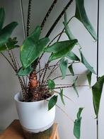Alocasia zebrina pups, Ophalen of Verzenden, Halfschaduw, Minder dan 100 cm