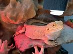 Baardagaam met terrarium, Dieren en Toebehoren, Reptielen en Amfibieën, Hagedis, Met terrarium, 0 tot 2 jaar