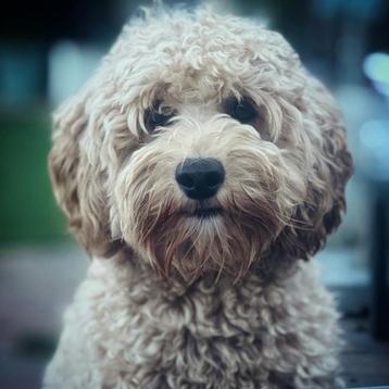Mini Australian labradoodle dekreu beschikbaar voor biedingen