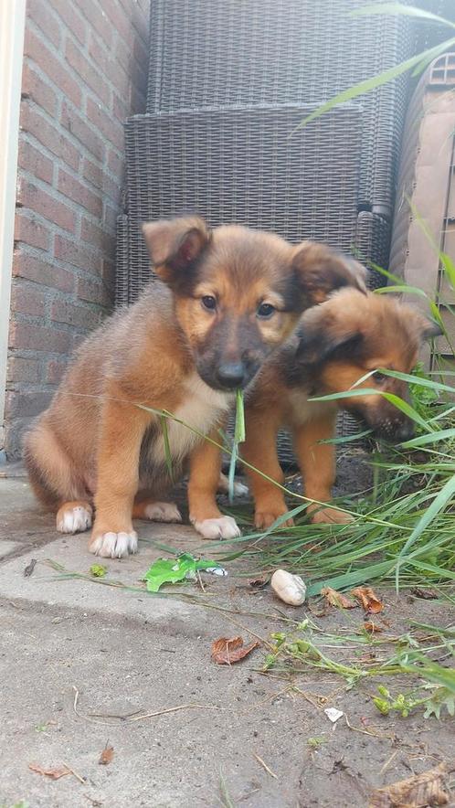Shollie / Dollie puppy (Duitse herder x Schotse collie), Dieren en Toebehoren, Honden | Herdershonden en Veedrijvers, Meerdere dieren