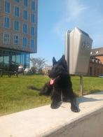 Zwarte duitse herder voor dekking gezocht, Reu, Eén hond, 3 tot 5 jaar, Nederland