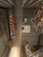 Engelse grasparkiet, Dieren en Toebehoren, Vogels | Parkieten en Papegaaien, Mannelijk, Parkiet, Geringd