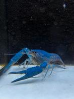 blauwe Florida kreeft, Kreeft, Krab of Garnaal, Zoetwatervis