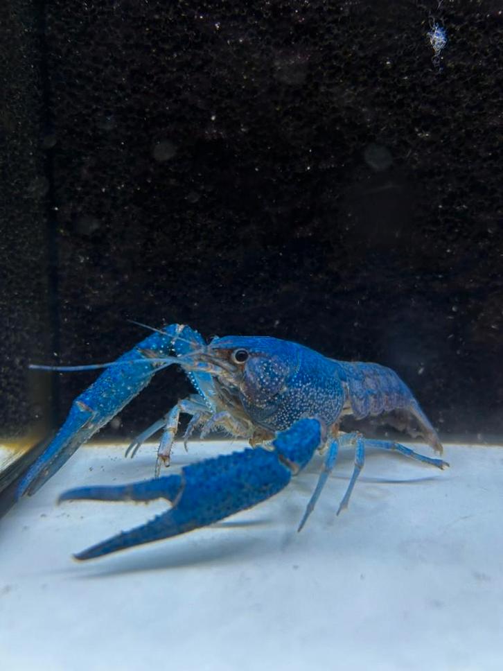 blauwe Florida kreeft, Dieren en Toebehoren, Vissen | Aquariumvissen, Zoetwatervis, Kreeft, Krab of Garnaal