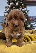 Maltipoo pups, Nederland, Overige rassen, 8 tot 15 weken, Meerdere