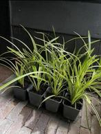 🌾 Japanse zegge - Carex morrowii - siergras, Tuin en Terras, Ophalen, Vaste plant, Siergrassen, Halfschaduw