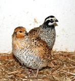 Opzoek naar een Hen Virginische boomkwartel, Dieren en Toebehoren, Pluimvee, Vrouwelijk, Overige soorten