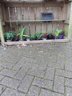 Vaste buitenplanten, Tuin en Terras, Halfschaduw, Zomer, Vaste plant, Ophalen of Verzenden