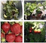 Zoete biologische aardbeien stekjes eigen oogst winterhard, Tuin en Terras, Minder dan 100 cm, Overige soorten, Volle zon, In pot