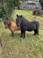 2 hele lieve shetlander ruintjes, Dieren en Toebehoren, Pony's, Ruin, 3 tot 6 jaar, Onbeleerd, Recreatiepony