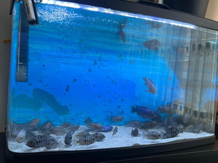 Zebra chiclide, Dieren en Toebehoren, Vissen | Aquaria en Toebehoren, Zo goed als nieuw, Gevuld zoetwateraquarium, Ophalen of Verzenden