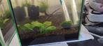 *Te Koop* Japonica (Amano) / Wildkleur garnalen, Dieren en Toebehoren, Vissen | Aquariumvissen, Kreeft, Krab of Garnaal, Zoetwatervis