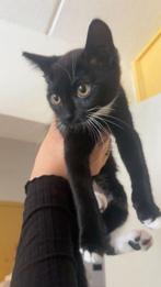 Twee katers voor 50 euro, Dieren en Toebehoren, Katten en Kittens | Overige Katten, Kater, Kortharig, 0 tot 2 jaar