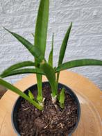 Sansevieria fernwood, Huis en Inrichting, Kamerplanten, Ophalen, Halfschaduw, Minder dan 100 cm