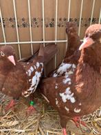 Nederlandse Hoogvliegers. Vliegtype, Meerdere dieren