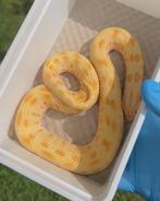 0.1 Conda albino 2022, Slang, Tam, 3 tot 6 jaar