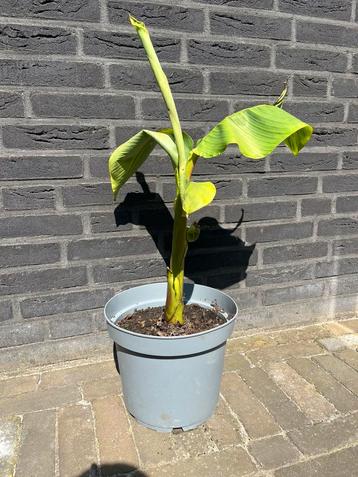 Bananenboom Musa basjoo beschikbaar voor biedingen