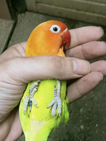 Prachtige brr agapornis fisheri opaline pastelino pop beschikbaar voor biedingen
