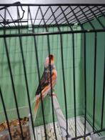 Prachtige Harlekijn man geringd 2025 zit koud., Dieren en Toebehoren, Vogels | Kanaries, Mannelijk