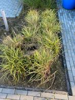Siergras - Prachtige tuinplant, Volle zon, Vaste plant, Siergrassen, Ophalen of Verzenden