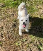 Op zoek naar een warm thuis voor een puppy van 3 maanden, Dieren en Toebehoren, Honden | Niet-rashonden, 8 tot 15 weken, Teef