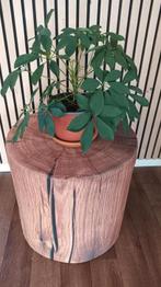 Super mooie Vinger-plant! (1), Huis en Inrichting, Ophalen, Overige soorten, Minder dan 100 cm