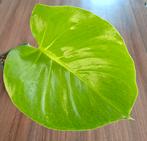monstera deliciosa, Overige soorten, In pot, Minder dan 100 cm, Groene kamerplant