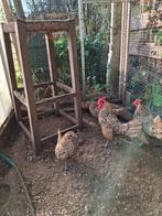 Jonge Sebright haan, Dieren en Toebehoren, Pluimvee, Mannelijk, Kip