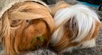 Twee handtamme peruvian cavia’s met kooi, ren en toebehoren, Dieren en Toebehoren, Knaagdieren, Cavia, Mannelijk, November, Tam