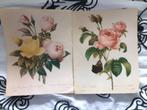 4 mooie tekeningen van rozen van P.J. Redouté, Gebruikt, Ophalen of Verzenden, Natuur, Prent