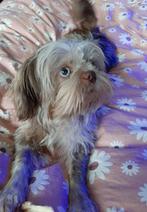 5 sterrenhuis gezocht voor shih tzu teefje., Overige rassen, Teef, Eén hond, 3 tot 5 jaar
