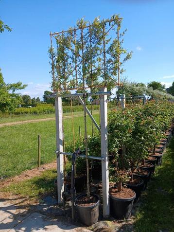 Groenblijvende leibomen quercus waasland  beschikbaar voor biedingen