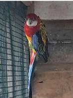 rosella parkiet, Meerdere dieren, Parkiet