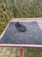 Kleurdwerg zwart rammentje, Dieren en Toebehoren, Konijnen, Mannelijk, Dwerg