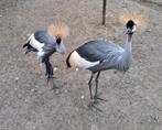 Kroonkraanvogels, Dieren en Toebehoren, Pluimvee, Meerdere dieren, Eend