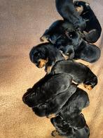 Te koop rottweiler pups reutjes,erkende kennel, Dieren en Toebehoren, Meerdere, 8 tot 15 weken, Rottweiler, Nederland