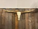 Longhorn schedel naturel XXL., Nieuw, Ophalen, Schedel