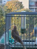 Roodmus pheao split 2025, Dieren en Toebehoren, Vogels | Overige Vogels, Mannelijk, Tropenvogel, Geringd