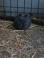 Dwergkonijntjes, Dieren en Toebehoren, Meerdere dieren, Dwerg