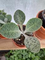 Kalanchoe gastonis bonnieri, Huis en Inrichting, Ophalen of Verzenden, Overige soorten, Minder dan 100 cm