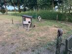 Krielhaan, Dieren en Toebehoren, Pluimvee, Mannelijk, Kip