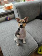 Aangeboden boerenfox pup 4 maanden oud., Dieren en Toebehoren, Honden | Jack Russells en Terriërs, Particulier, Rabiës (hondsdolheid)