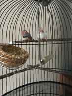 Zebravinken koppel, Dieren en Toebehoren, Vogels | Overige Vogels, Meerdere dieren