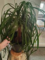 Olifantspoot, beaucarnea, Ophalen, Halfschaduw, Minder dan 100 cm