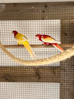 Rosella parkieten, Meerdere dieren, Parkiet