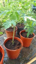 Papaya boompjes, Tuin en Terras, Ophalen of Verzenden