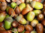 Eikels gezocht, schoon 0,20 €/kg, Dieren en Toebehoren, Ophalen of Verzenden, Overige soorten