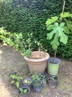 Vaste tuinplanten, Minder dan 100 cm, Overige soorten, In pot, Ophalen of Verzenden